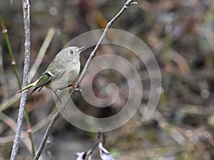 Little Ruby Crowned Kinglet bird perching on a twig with blur background