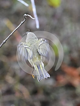 Little Ruby Crowned Kinglet bird perching on a twig with blur background