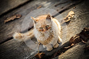 A little rural cat