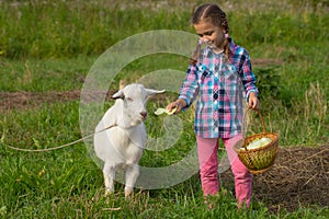 Little Russian Girl Feed Goat Cabbage.