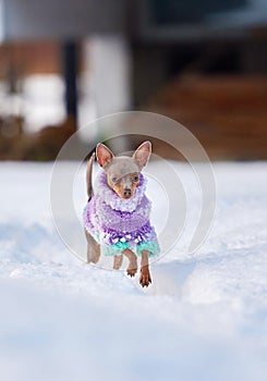 Little Russkiy Toy/ Russian Toy terrier dog in clothes.