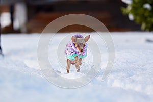 Little Russkiy Toy/ Russian Toy terrier dog in clothes.
