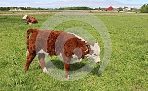 Little rust and white calf standing in the grass on a sunny day