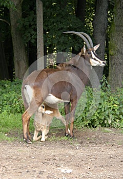 Little Sable Antelope Suckling Its Mother