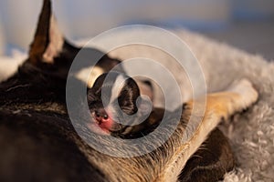 Little sable chihuahua baby sleeping in a hug