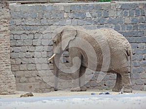 Little sad elephant at the Metropolitan Zoo in Santiago de Chile photo