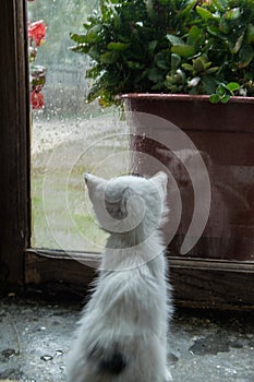 Little kitty lookin the rain by the windows photo