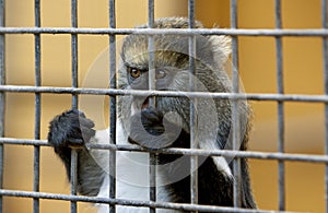 Little sad monkey behind cage in zoo