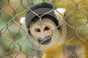 Little sad monkey at zoo wild free