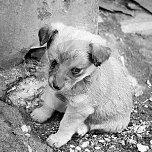 Little sad puppy is sitting on ground. Cute mongrel pet.