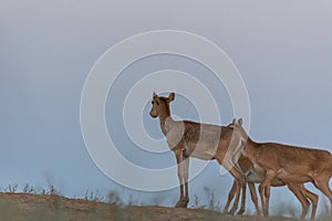 Little saiga calf. Saiga tatarica is listed in the Red Book