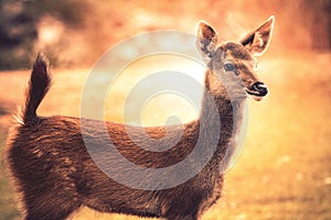 Little sambar deer looking to other way in wild