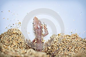 A little sand lizard on sand