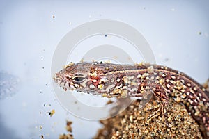 A little sand lizard on sand