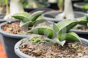 Little Sansevieria francisii