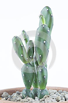 Little sapling cactus on brown pot isolated on white background.