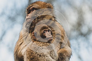 Little Barbary macaque cub snuggles up to his mother photo