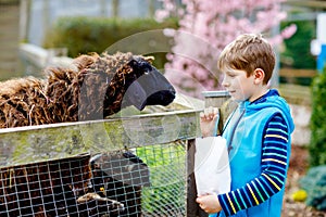 Little school kid boy feeding little goats and sheeps on a kids farm. Beautiful happy healthy child petting animals in