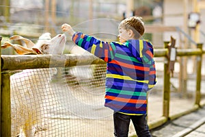 Little school kid boy feeding little goats and sheeps on a kids farm. Beautiful happy healthy child petting animals in