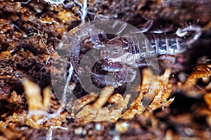 Little scorpion look scary with poison