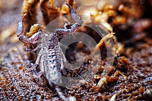 Little scorpion look scary with poison