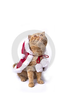 Little scottish fold cat wearing red santa greatcoat sitting and looking upwards photo