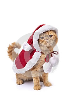 Little scottish fold cat wearing red santa greatcoat photo