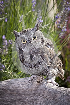 Little screech owl on log.