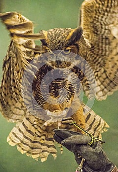 A little Screech Owl poses on a handler`s glove.