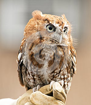 Little Screech Owl sits on a glove.