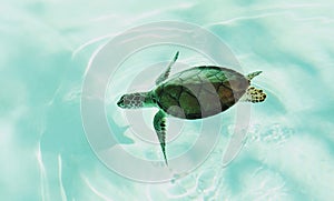 Little sea turtle diving in shallow water. Turtle in natural environment. Tropical seashore wildlife.