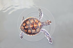 Little sea turtle swimming in sea water