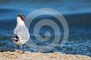 A little seagull on the beach. Blue sea in the background