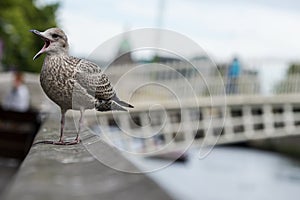 Little seagull chirping on a railing