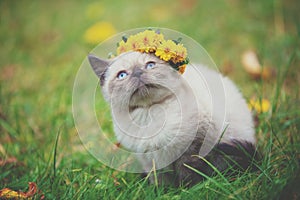 Little kitten sitting on the grass in the autumn garden