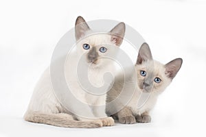 Little secret kittens on white isolated background