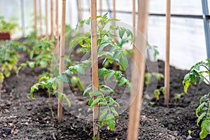 The little seedling tomatoes
