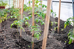 The little seedling tomatoes