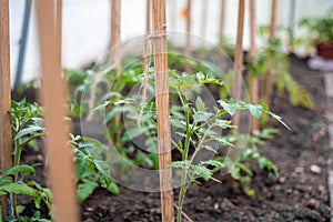 The little seedling tomatoes