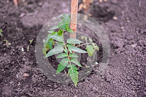 The little seedling tomatoes