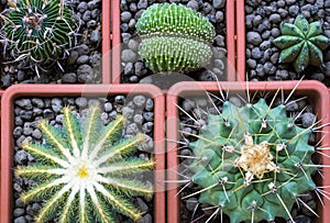 Little selection of cactus