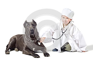 Little serious vet listens to dog