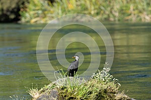 Little shag or cormorant on side of Waikato River