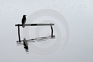 Little shag through the mist perching over calm water