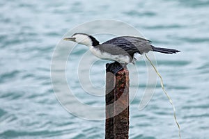 Little shag pooping