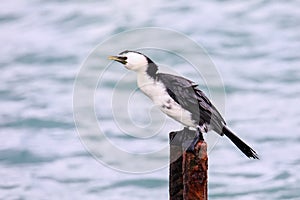 Little shag sitting on a metal pole