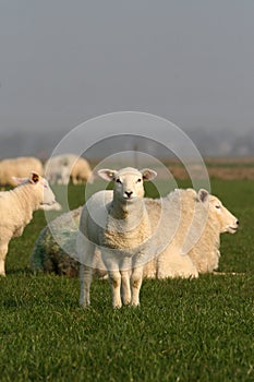 Little sheep looking at you