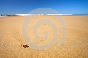 Little shell on a flat beach with Blue Sky