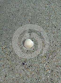 Little shell in the sand