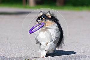 Little sheltie dog playing with puller